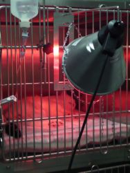 Salle d'échographie Vetofora