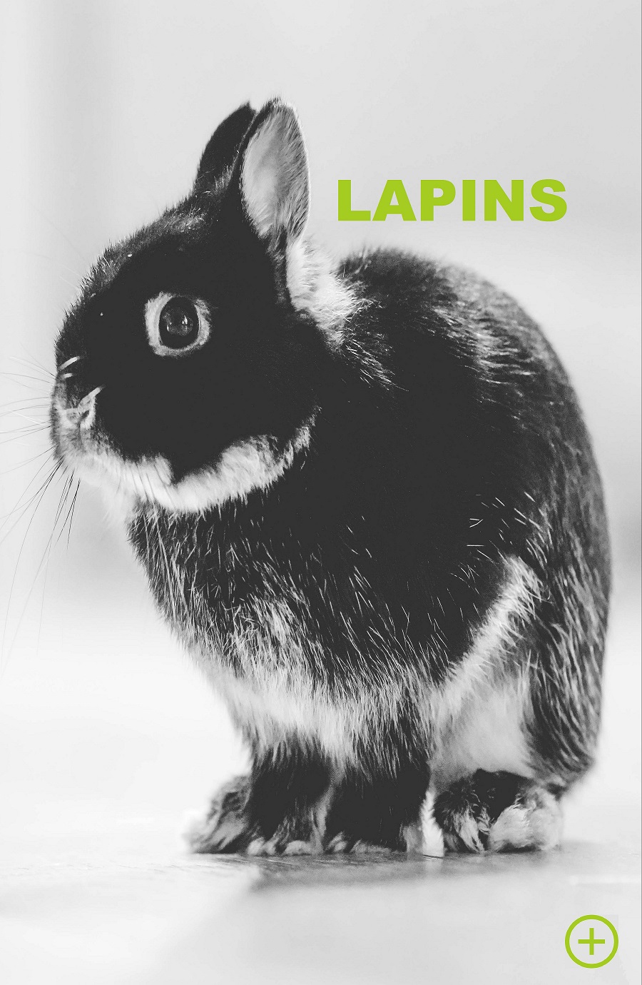 lapin vetotora