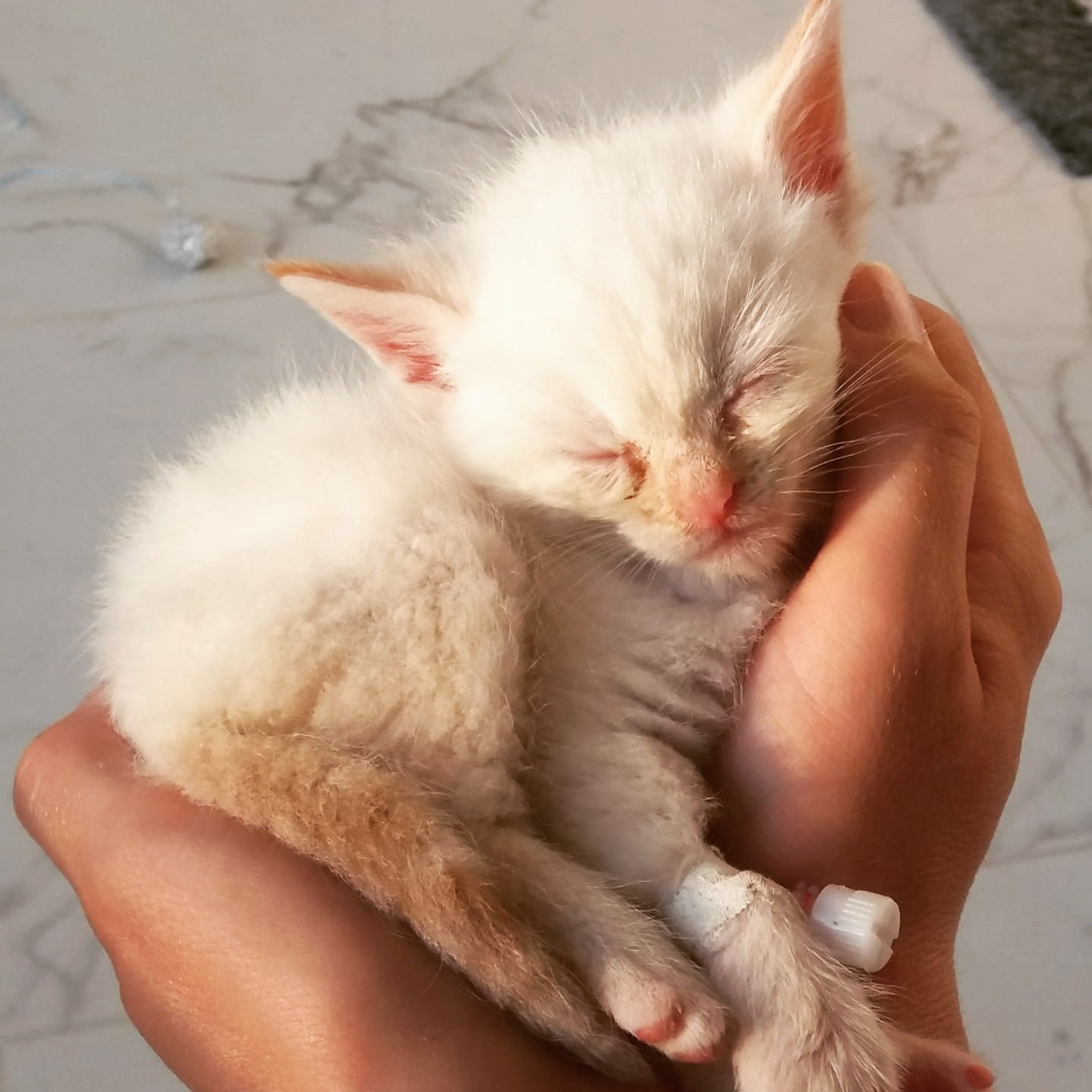 Chaton vetofora