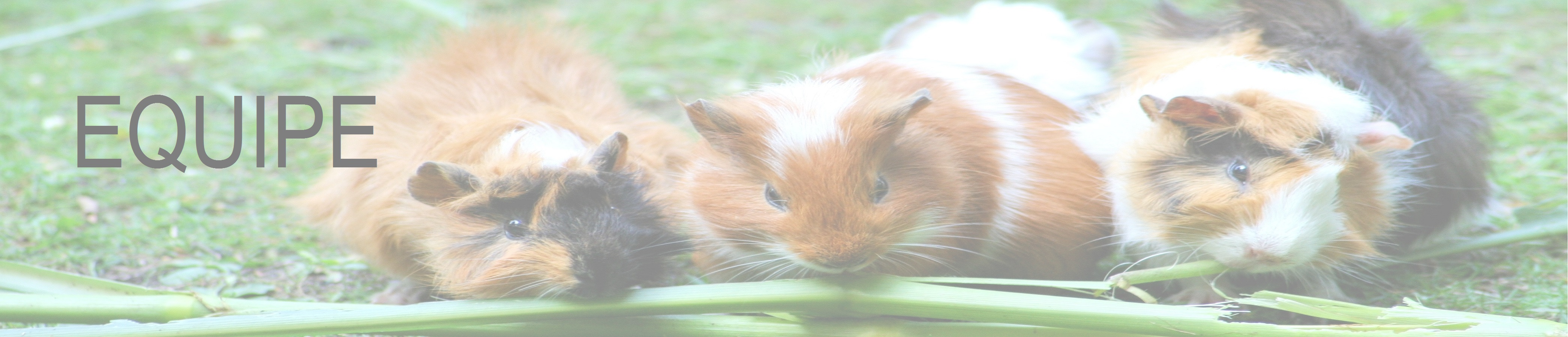 Vous aimez vos animaux, nous prenons soin d'eux!