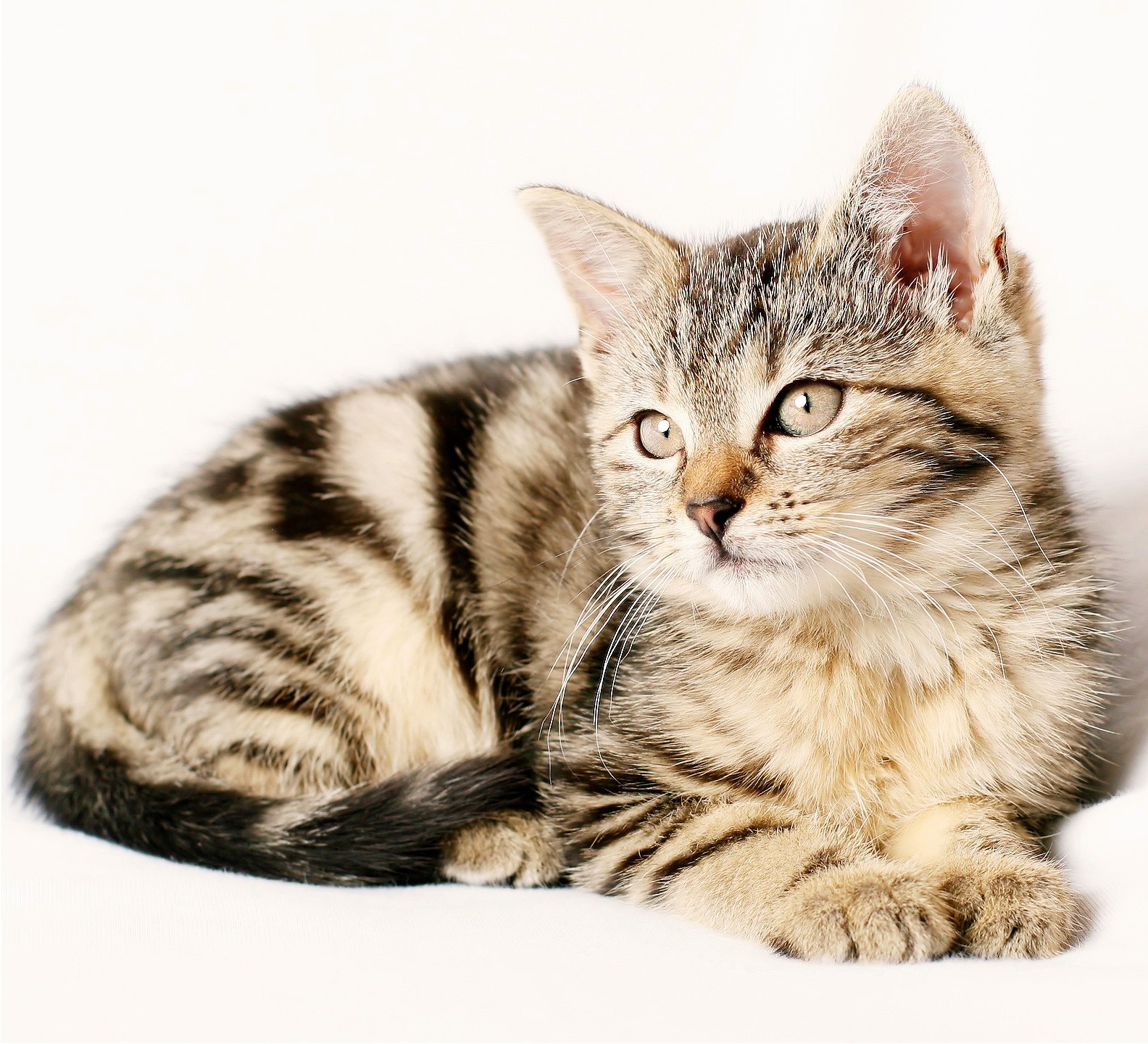 chaton vetofora veterinaire