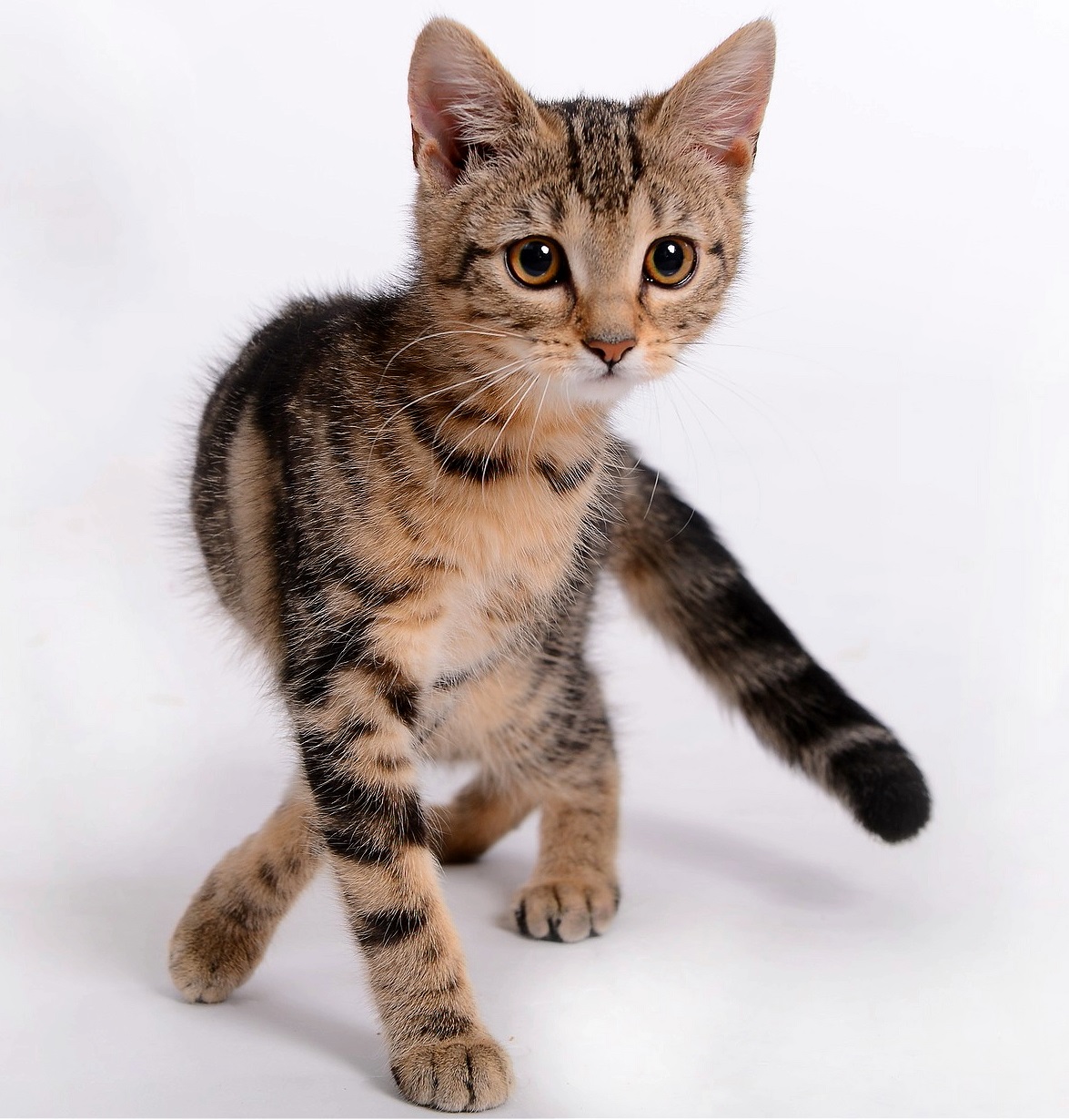 chaton vetofora veterinaire