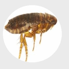 parasites externes veterinaire vetofora